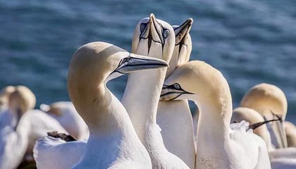 jiuyou.com-转会背后隐藏的战术谋划：究竟谁能最大化收益？，转会概率