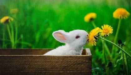 jiuyou.com-转会背后隐藏的战术谋划：究竟谁能最大化收益？，转会概率